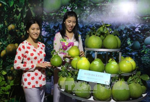 Khai mạc Lễ hội Hương bưởi Bạch Đằng lần I ảnh 1